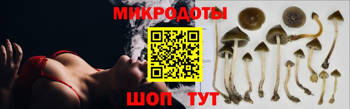 где найти наркотики  Псилоцибиновые грибы Psilocybine cubensis  Вход с VPN  Курганинск 
